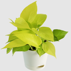 Golden Money Plant