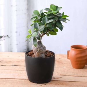 Ficus Bonsai Plant