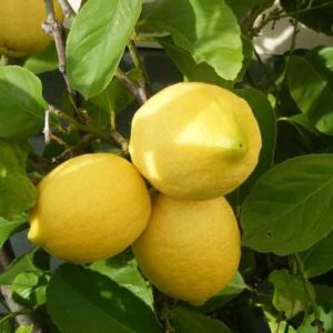 Lemon (seed wala)