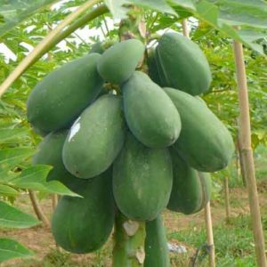 papaya