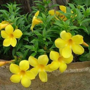 Allamanda, Yellow