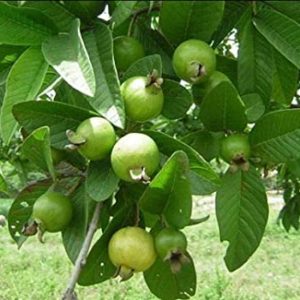 Amrood (Guava)