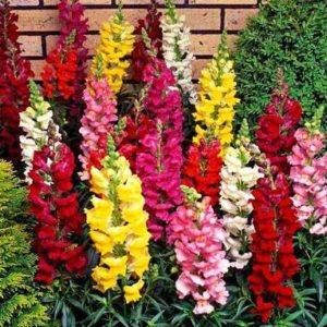 Antirrhinum