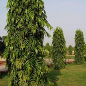 Ashok tree