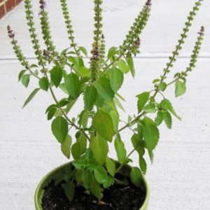 Basil Tulsi