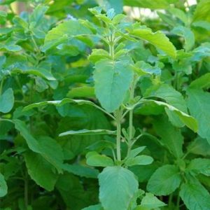 Basil tulsi