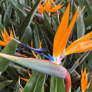 Bird Of Paradise