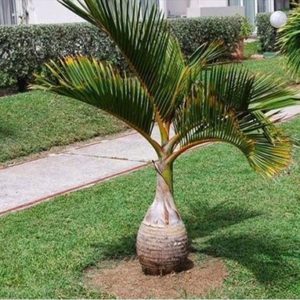 Bottle Palm