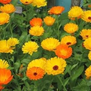 Calendula