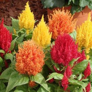 Celosia