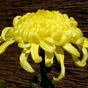 Chrysanthemum