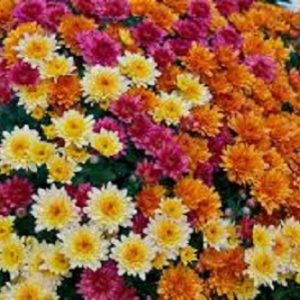 Chrysanthemum Small