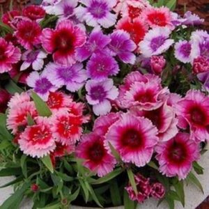 Dianthus