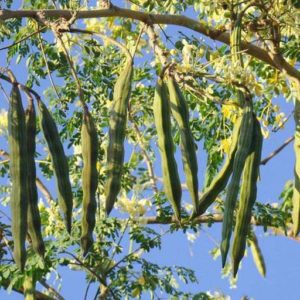 Drumstick Plant