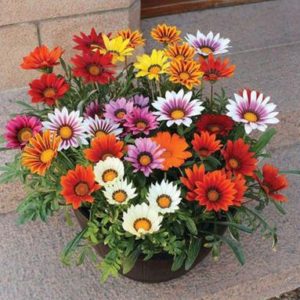 Gazania