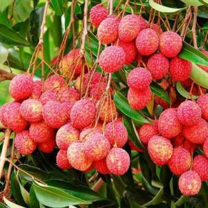 Litchi Tree