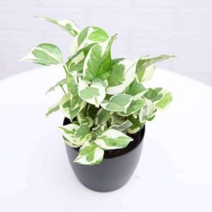 Marble Queen Moneyplant