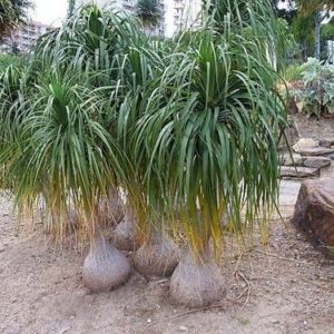 Nolina Palm