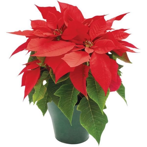 Poinsettias