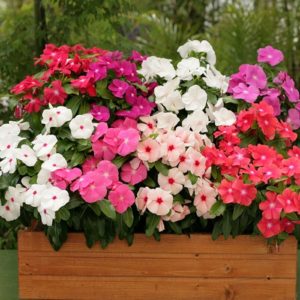 Vinca Hybrid Mix