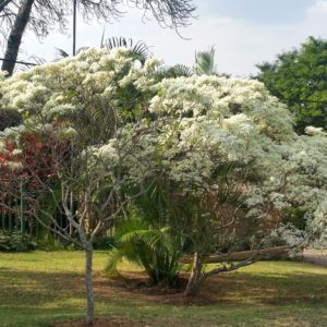 White Poinsettias Tree