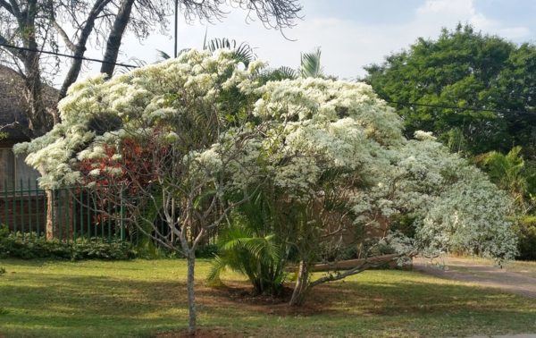 White Poinsettias Tree