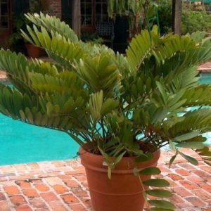 Zamia Palm