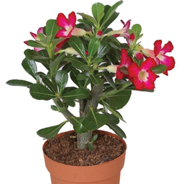 Adenium Pink