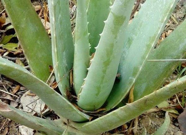 Aloe Vera