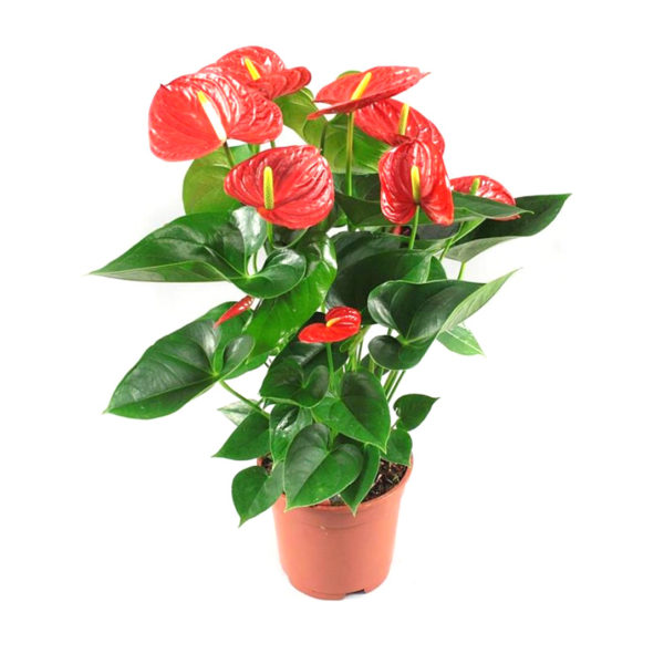 Anthurium Red