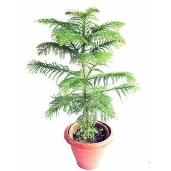 Araucaria Plant