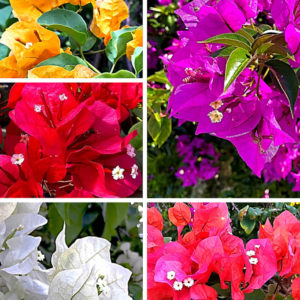 Bougainvillea