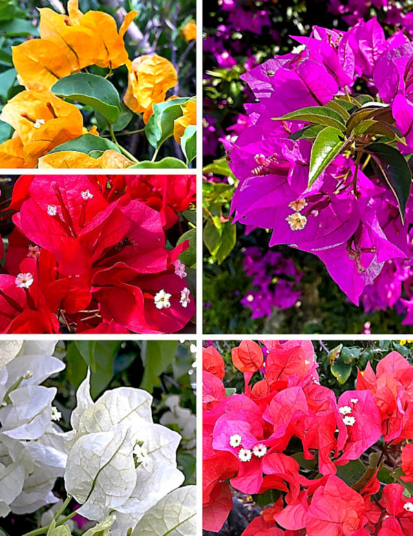 Bougainvillea