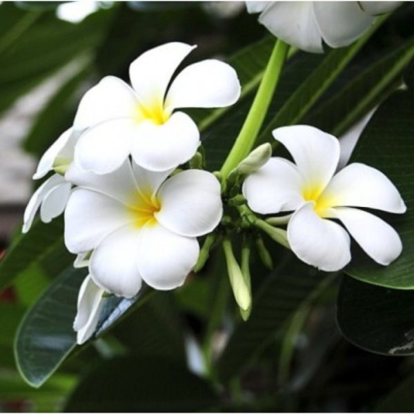 Champa Plumeria White