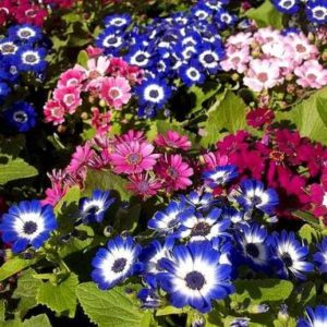 Cineraria