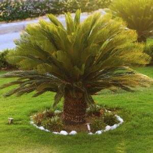 Cycas Palm