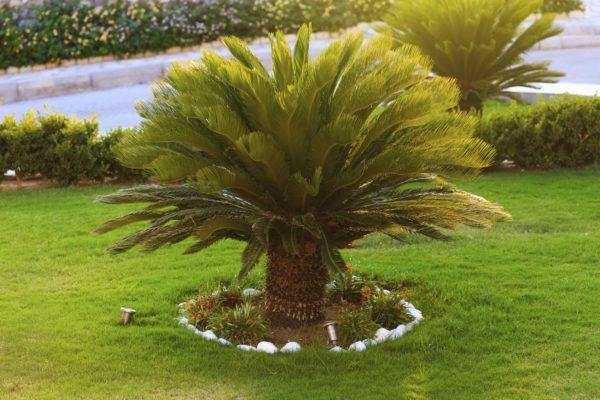 Cycas Palm