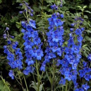 Delphinium