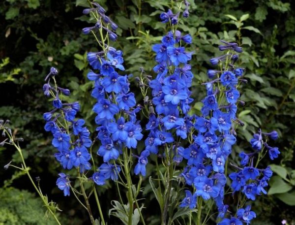 Delphinium