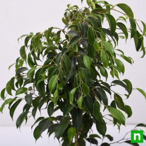 Ficus Benjamina