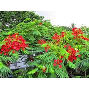 Gulmohar Plant