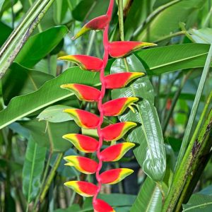 Heliconia