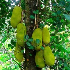 Jackfruit Tree