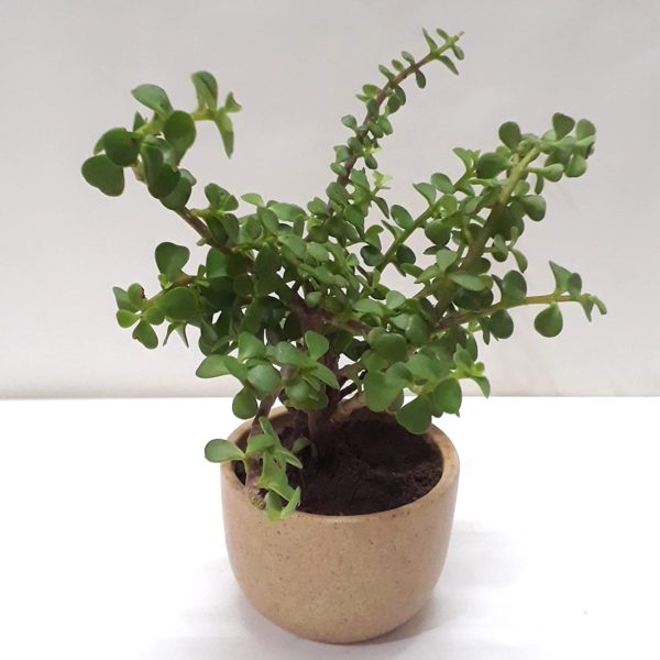 Jade Plant