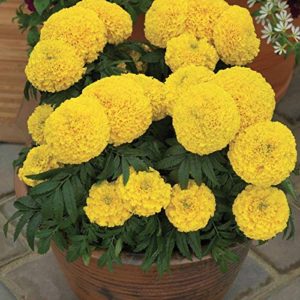 Marigold inca