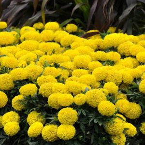 Marigold Taishan