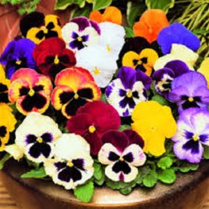 Pansy