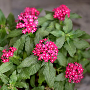 Pentas