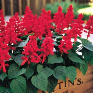 Red Salvia Flower Plant