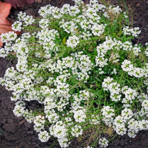 Sweet Alyssum